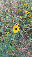 Coreopsis tripteris