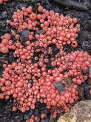 Microstoma protractum