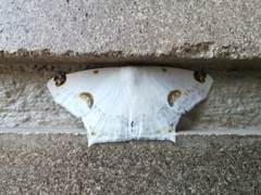 Sericoptera