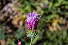 Cirsium andersonii