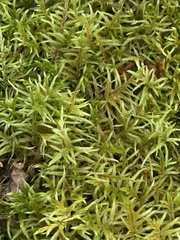 Pleurozium schreberi