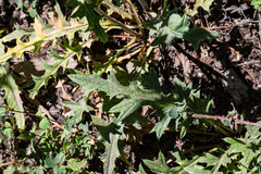 Cirsium andersonii
