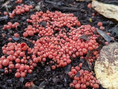 Microstoma protractum