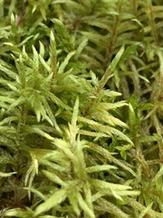 Pleurozium schreberi