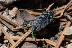 Chrysobothris