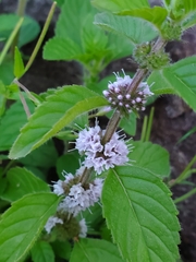 Mentha arvensis