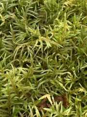 Pleurozium schreberi