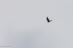 Accipiter cirrocephalus