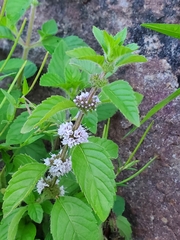 Mentha arvensis