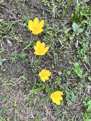 Zephyranthes citrina