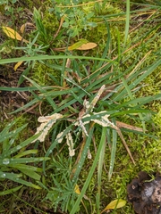 Didymium mucilago
