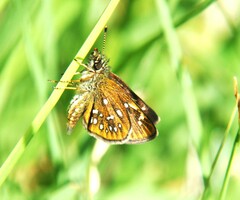 Piruna cyclosticta