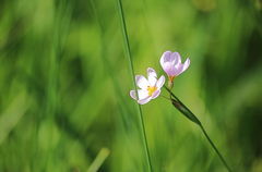 Olsynium scirpoideum