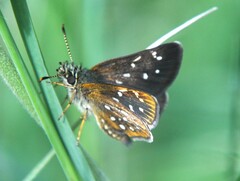 Piruna cyclosticta