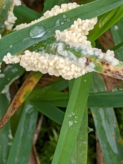 Didymium mucilago
