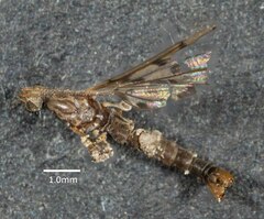 Tasiocera