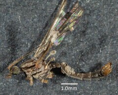 Tasiocera