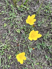 Zephyranthes citrina