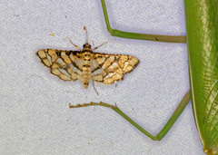 Hileithia magualis