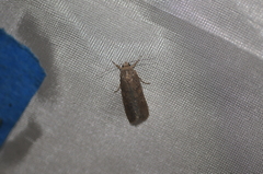 Spodoptera exigua