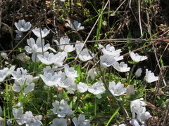 Nemophila