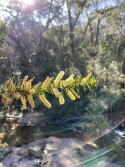 Acacia oxycedrus