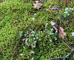 Cladonia chlorophaea