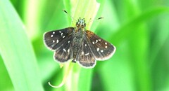 Piruna