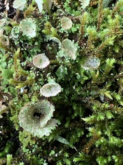 Cladonia chlorophaea