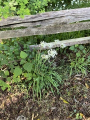 Knoblauch-Schnittlauch (Allium tuberosum): Herkunft und Verwendung — Foto 2