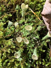 Cladonia chlorophaea