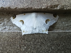 Sericoptera