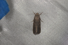 Spodoptera exigua