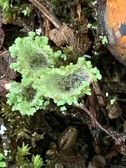 Cladonia chlorophaea