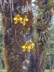 Cyrtochilum macranthum