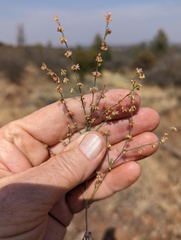 Eriogonum gracile