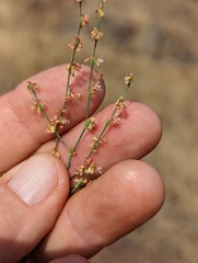 Eriogonum gracile