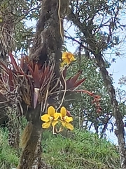 Cyrtochilum macranthum