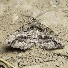 Neoalcis californiaria