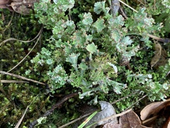 Cladonia verticillata