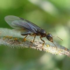 Lasius aphidicola