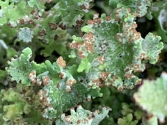 Cladonia verticillata