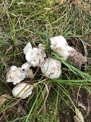 Entoloma abortivum