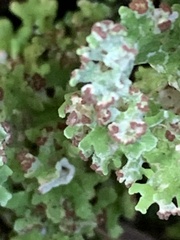 Cladonia verticillata