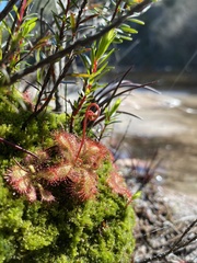 Drosera spatulata