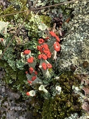 Cladonia cristatella