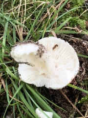 Entoloma abortivum