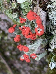 Cladonia cristatella