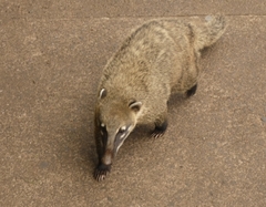 Nasua nasua
