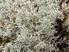 Cladonia portentosa